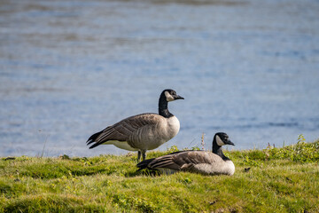 The Canada goose (Branta canadensis) is a large species of goose. Hayden Valley, Yellowstone National Park, Wyoming.  The Yellowstone River 

