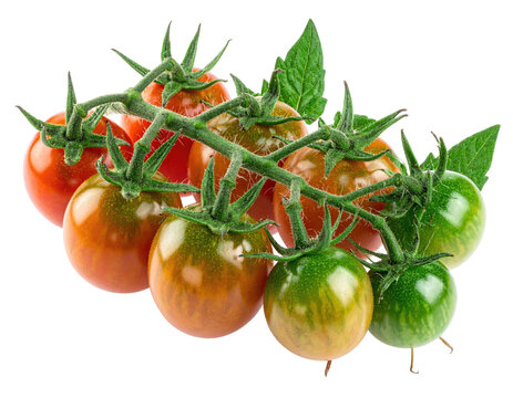 Cluster of ripe and unripe cherry tomatoes on vine
