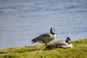 The Canada goose (Branta canadensis) is a large species of goose. Hayden Valley, Yellowstone National Park, Wyoming.  The Yellowstone River 

