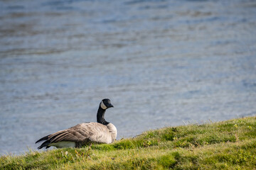The Canada goose (Branta canadensis) is a large species of goose. Hayden Valley, Yellowstone National Park, Wyoming.  The Yellowstone River 


