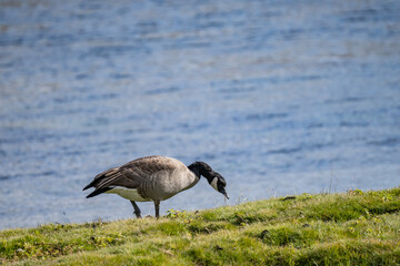 The Canada goose (Branta canadensis) is a large species of goose. Hayden Valley, Yellowstone National Park, Wyoming.  The Yellowstone River 

