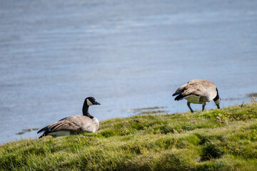 The Canada goose (Branta canadensis) is a large species of goose. Hayden Valley, Yellowstone National Park, Wyoming.  The Yellowstone River 