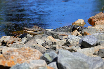 American alligator sunning on granite rocks. 