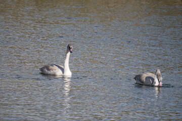 The trumpeter swan (Cygnus buccinator) is a species of swan found in North America. Hayden Valley, Yellowstone National Park, Wyoming.  The Yellowstone River 