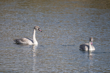 The trumpeter swan (Cygnus buccinator) is a species of swan found in North America. Hayden Valley, Yellowstone National Park, Wyoming.  The Yellowstone River 