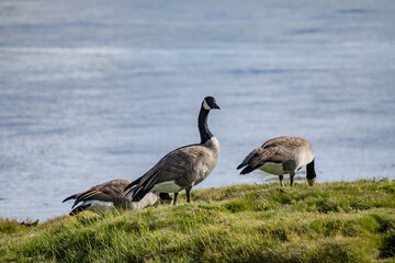 The Canada goose (Branta canadensis) is a large species of goose. Hayden Valley, Yellowstone National Park, Wyoming.  The Yellowstone River 