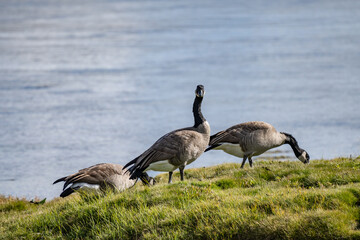 The Canada goose (Branta canadensis) is a large species of goose. Hayden Valley, Yellowstone National Park, Wyoming.  The Yellowstone River 
