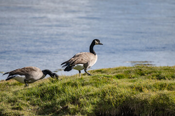 The Canada goose (Branta canadensis) is a large species of goose. Hayden Valley, Yellowstone National Park, Wyoming.  The Yellowstone River 
