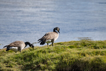 The Canada goose (Branta canadensis) is a large species of goose. Hayden Valley, Yellowstone National Park, Wyoming.  The Yellowstone River 
