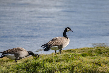 The Canada goose (Branta canadensis) is a large species of goose. Hayden Valley, Yellowstone National Park, Wyoming.  The Yellowstone River 