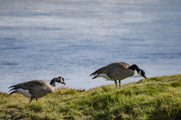 The Canada goose (Branta canadensis) is a large species of goose. Hayden Valley, Yellowstone National Park, Wyoming.  The Yellowstone River 