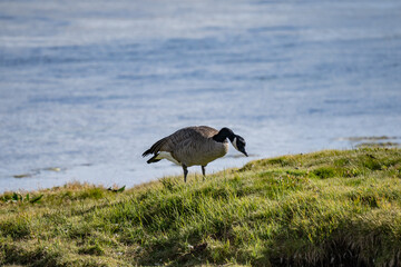 The Canada goose (Branta canadensis) is a large species of goose. Hayden Valley, Yellowstone National Park, Wyoming.  The Yellowstone River 
