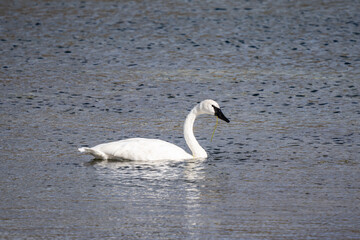 The trumpeter swan (Cygnus buccinator) is a species of swan found in North America. Hayden Valley, Yellowstone National Park, Wyoming.  The Yellowstone River 
