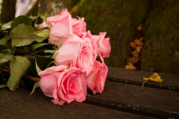 A bouquet of pink roses rests on a wooden bench at the base of a mossy tree, creating an atmosphere of tenderness, romance, and natural harmony.
