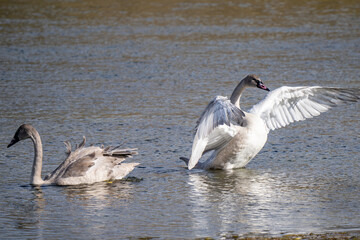 The trumpeter swan (Cygnus buccinator) is a species of swan found in North America. Hayden Valley, Yellowstone National Park, Wyoming.  The Yellowstone River 