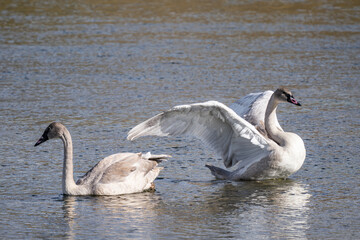 The trumpeter swan (Cygnus buccinator) is a species of swan found in North America. Hayden Valley, Yellowstone National Park, Wyoming.  The Yellowstone River 