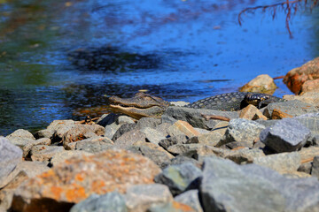 American alligator sunning on granite rocks. 