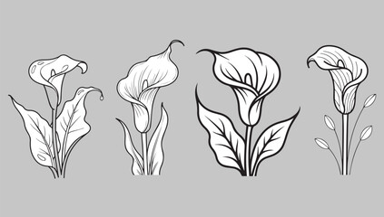 Elegant calla lily sketches botanical line art floral elements for design