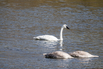 The trumpeter swan (Cygnus buccinator) is a species of swan found in North America. Hayden Valley, Yellowstone National Park, Wyoming.  The Yellowstone River 