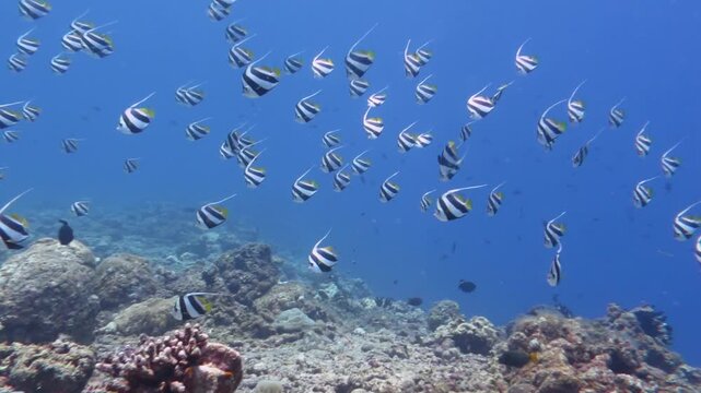 longfin bannerfish hovering in the current above the reef