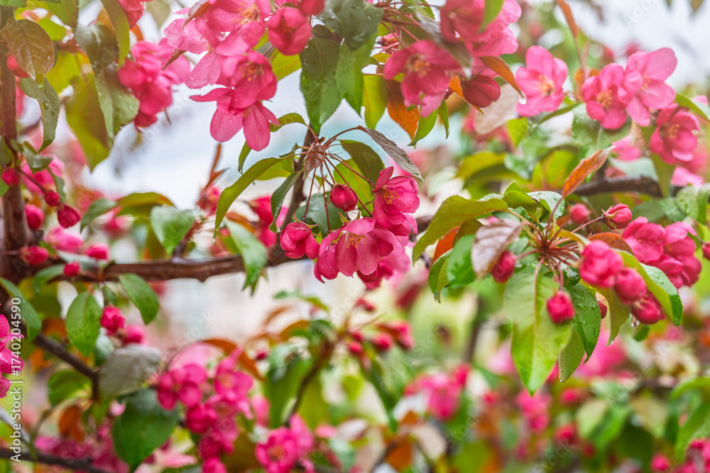 Wall mural fresh pink flowers of a blossoming apple tree with blured background