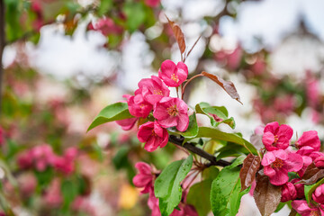 Fresh pink flowers of a blossoming apple tree with blured background