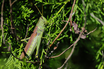 Bird grasshopper well camouflaged in cedar leaves. 