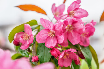 Fresh pink flowers of a blossoming apple tree with blured background