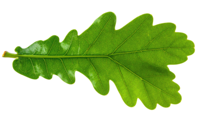 Close-up of a vibrant green oak leaf, outlined in yellow