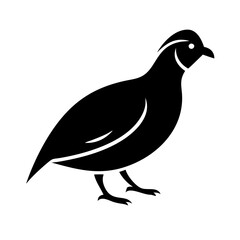 Obraz premium Illustration of a black quail bird with a distinctive head plume standing on its feet in profile view