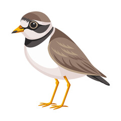 Little ringed plover Bird. Ringed plover bird isolated on white background. Fauna. Ornithology Illustration.