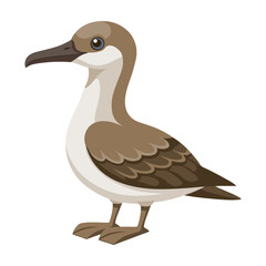 Seabird shearwater. Thunderbird bird isolated on white background. Fauna. Illustration.