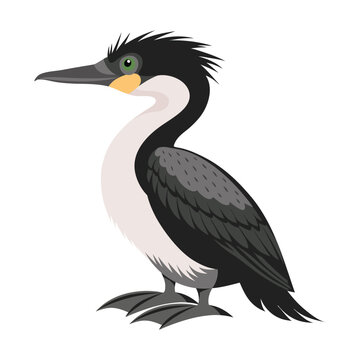 Seabird, shaggy bird. Shag bird isolated on white background. Fauna. Ornithology Illustration.