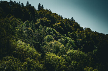 Obraz premium Dense Green Forest Canopy on a Steep Hillside Against a Deep Blue Moody Sky