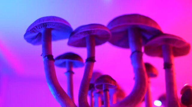 Neon psilocybin mushroom close-up with pink and blue light, cinematic macro of glowing caps and stems under LED illumination