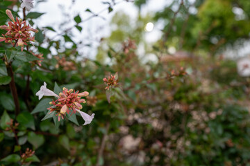 低彩度トーンで魅せるアベリアの枝先