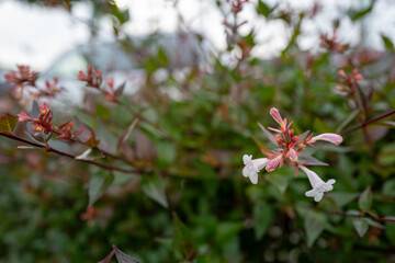赤い新芽に咲く白花 — 初夏のアベリア