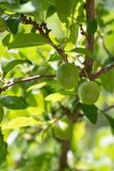 Fresh Green Plums on Tree Branch