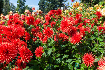 A dense, vibrant display of large, spiky red cactus dahlias in full bloom under the sun © virin