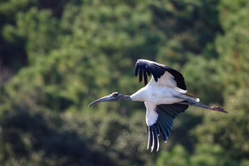 Wood stork large black and white bird inflight. 