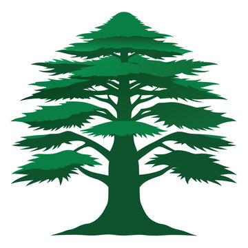 Ancient Cedar of Lebanon with a massive, irregular, spreading form and tiered horizontal branches, a symbol of majesty and longevity.