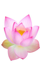 Close-up of a delicate pink lotus flower