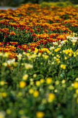 Field of Colorful Autumn Chrysanthemums Red, Orange, and Yellow Mums in Full Bloom