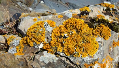 Close-up of yellow lichen growing on a grey rock surface in a natural environment