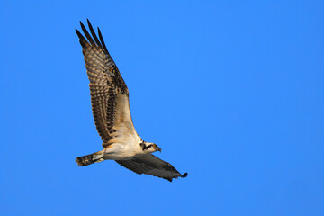 Osprey inflight against deep blue sky clutching fish. 