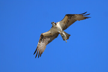 Osprey inflight against deep blue sky clutching fish. 