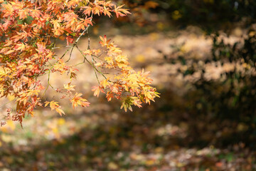 Close up of orange leaves on a Japanese maple (acer palmatum) tree in autumn