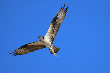 Osprey inflight against deep blue sky clutching fish. 