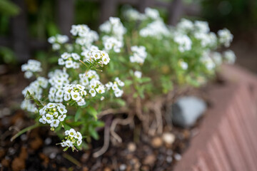 スイートアリッサムの白い小花 — 庭のボーダーを彩る、甘い香りの白い群花 — 花壇をふんわり包むアリッサム