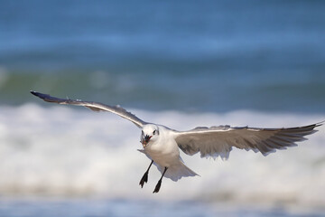 Seagull inflight on shore with insect in bill. 